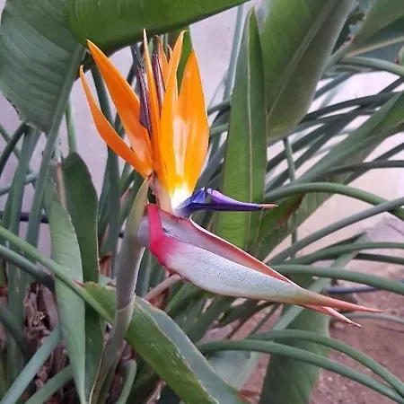 Apartahotel Strelitzia Park