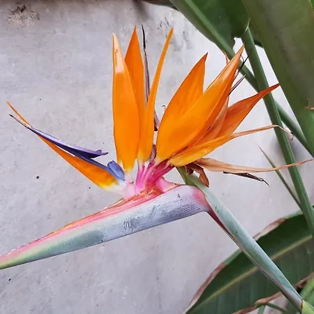 Strelitzia Park מלון דירות 3*