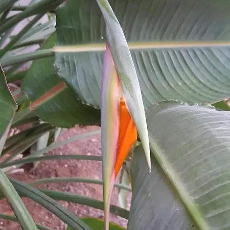 Strelitzia Park סן מיגל דה אבונה